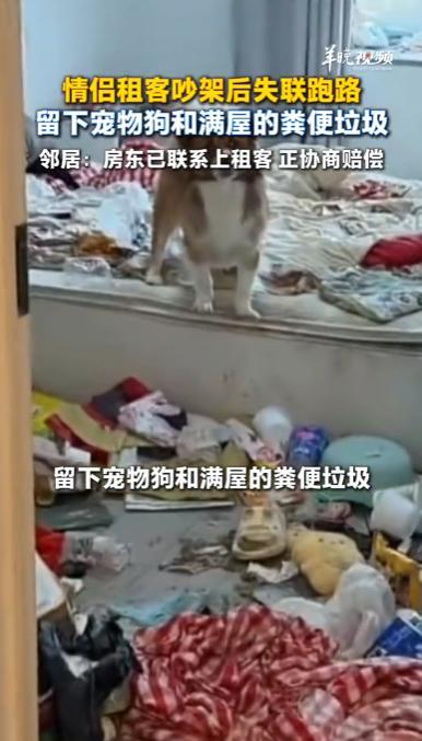合肥，一对情侣租客在激烈争吵后，竟选择双双失联跑路，并将他们的宠物狗独自遗弃在出