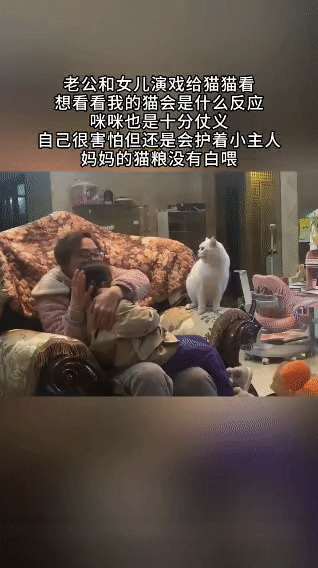 当爸爸和女儿假装打闹“演戏”时，这只雪白的猫咪瞬间进入戒备状态，眼神锐利、浑身紧