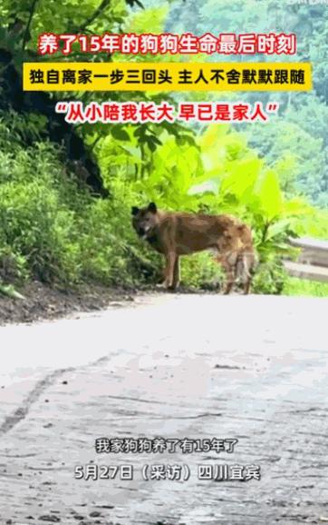 四川宜宾，一条养了十五年的老狗，在生命的最后时刻选择悄悄离开家。它拖着虚弱的身体