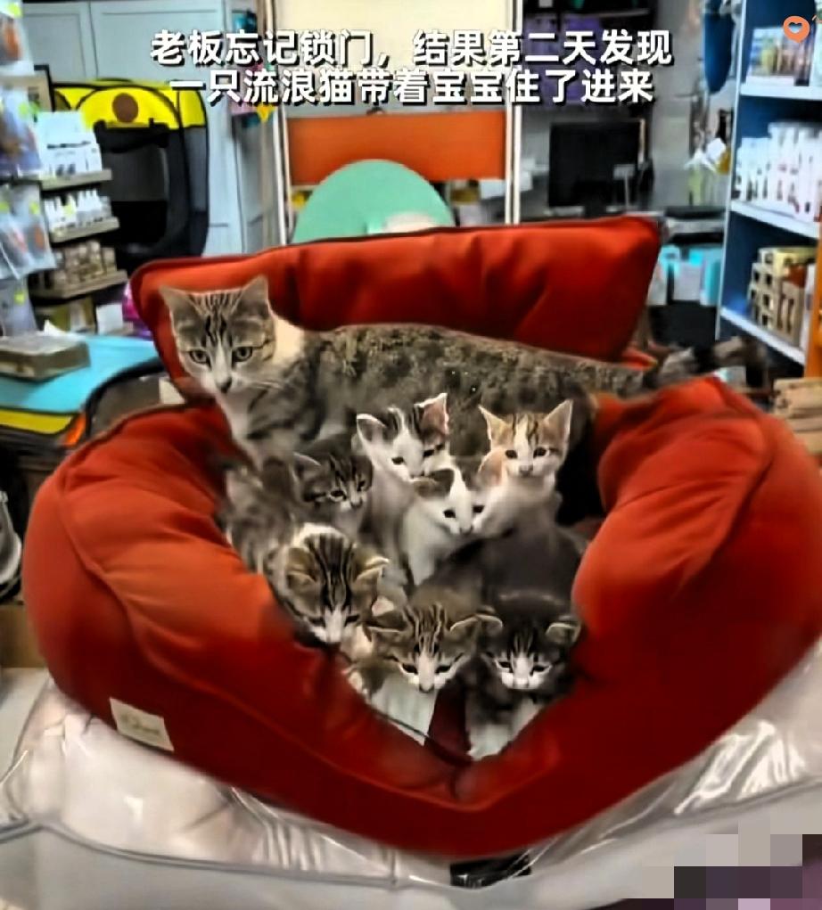 超市大哥忘锁门，隔天开门直接破防，沙发上竟蜷着一大七小八只流浪猫，安安静静缩成一