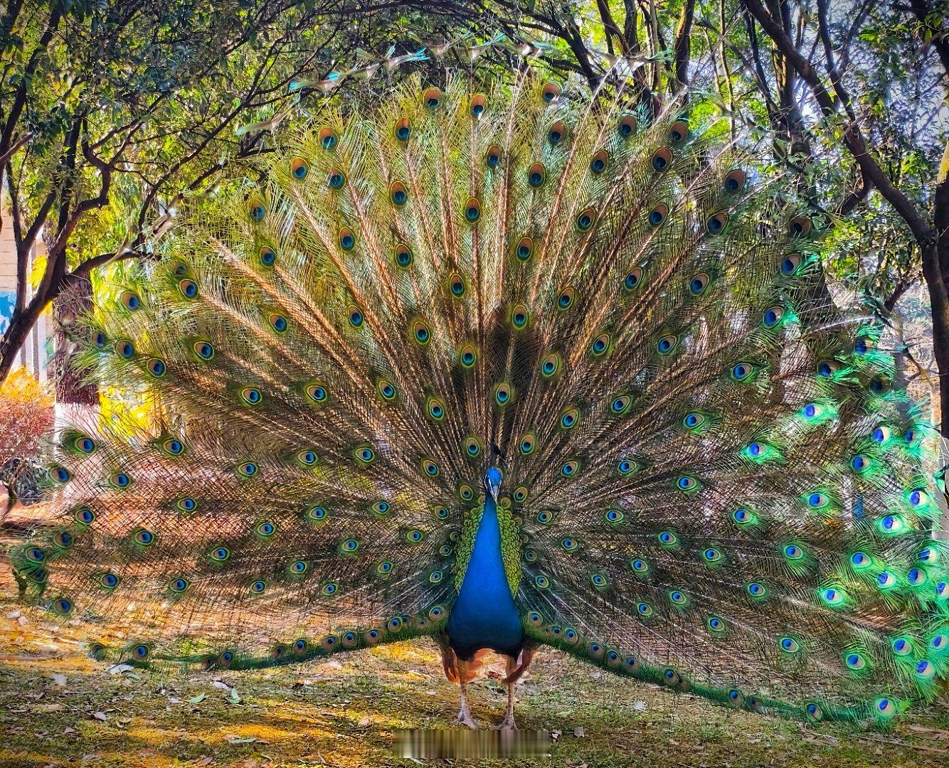 你刚好盛开，我恰巧路过。遇孔雀开屏，愿前程似锦！昆明·昆明动物园-孔雀园