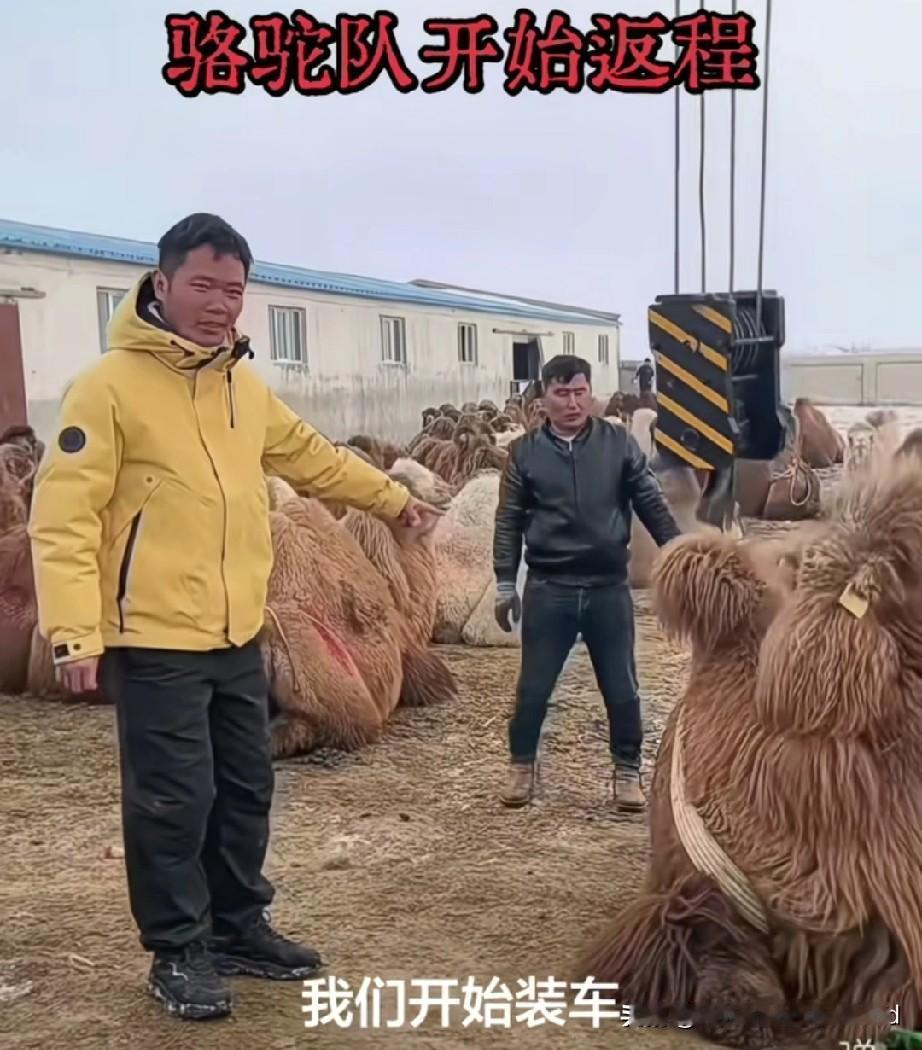 东天山驼队有序返程。骆驼先期返程，1月月8号骆驼陆续装车，返回巴里坤。蒋