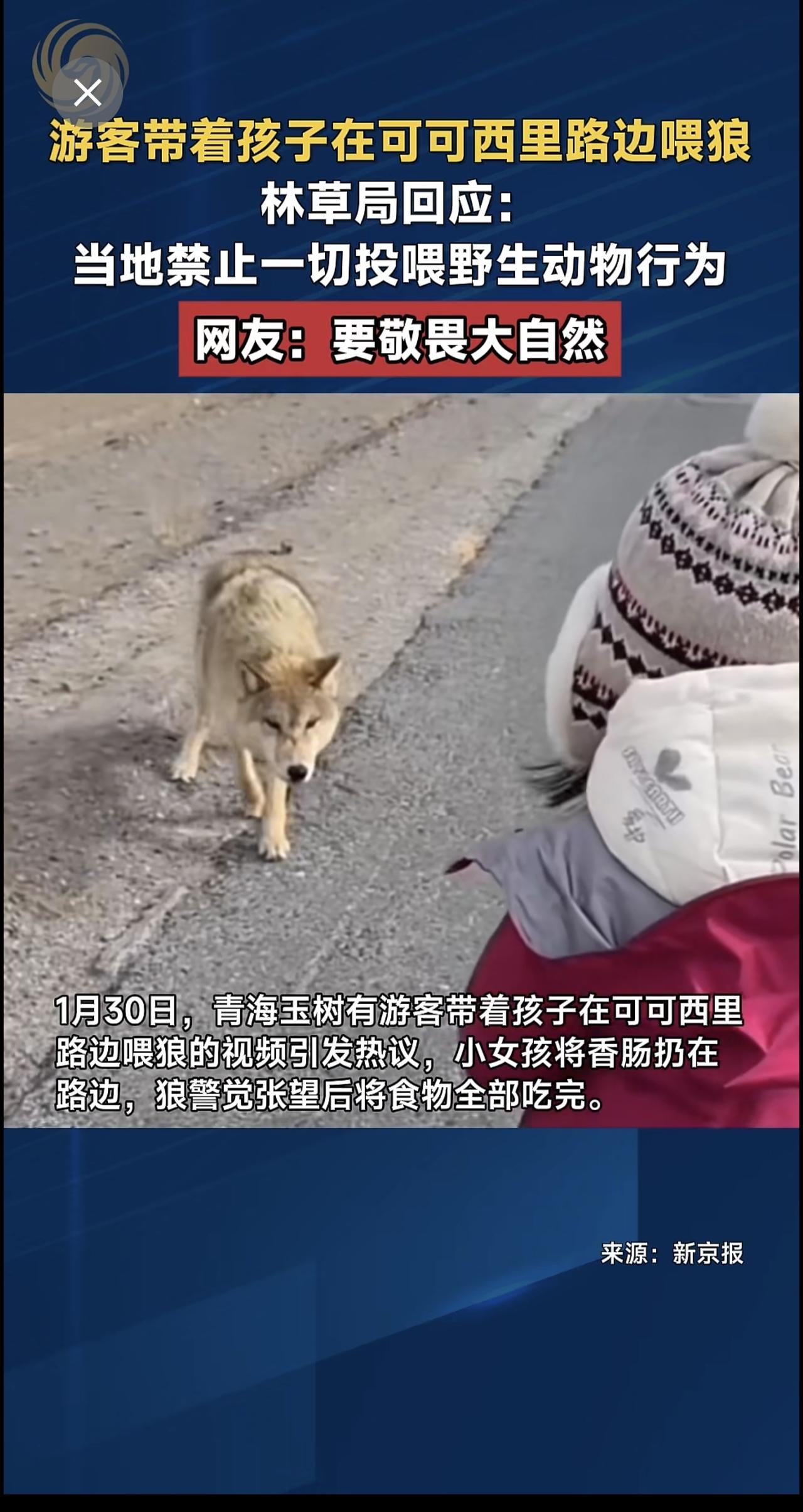 游客带着孩子在可可西里路边喂狼，林草局回应：当地禁止一切投喂野生动物行为，网友：