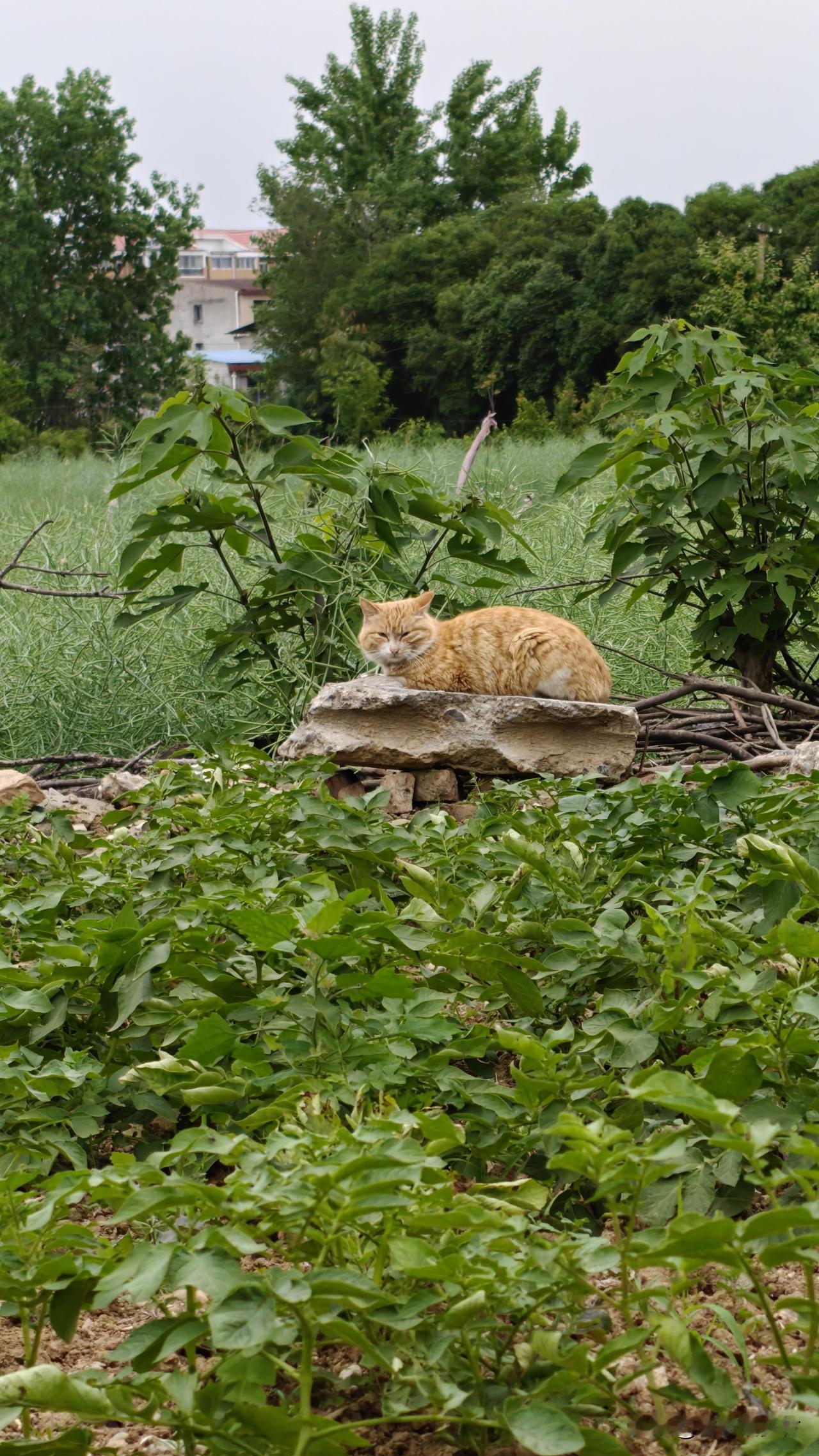喂养的流浪猫，被家属院里的仇猫人打跑了。没想到昨天竟在菜地里的石头上，又发现了一