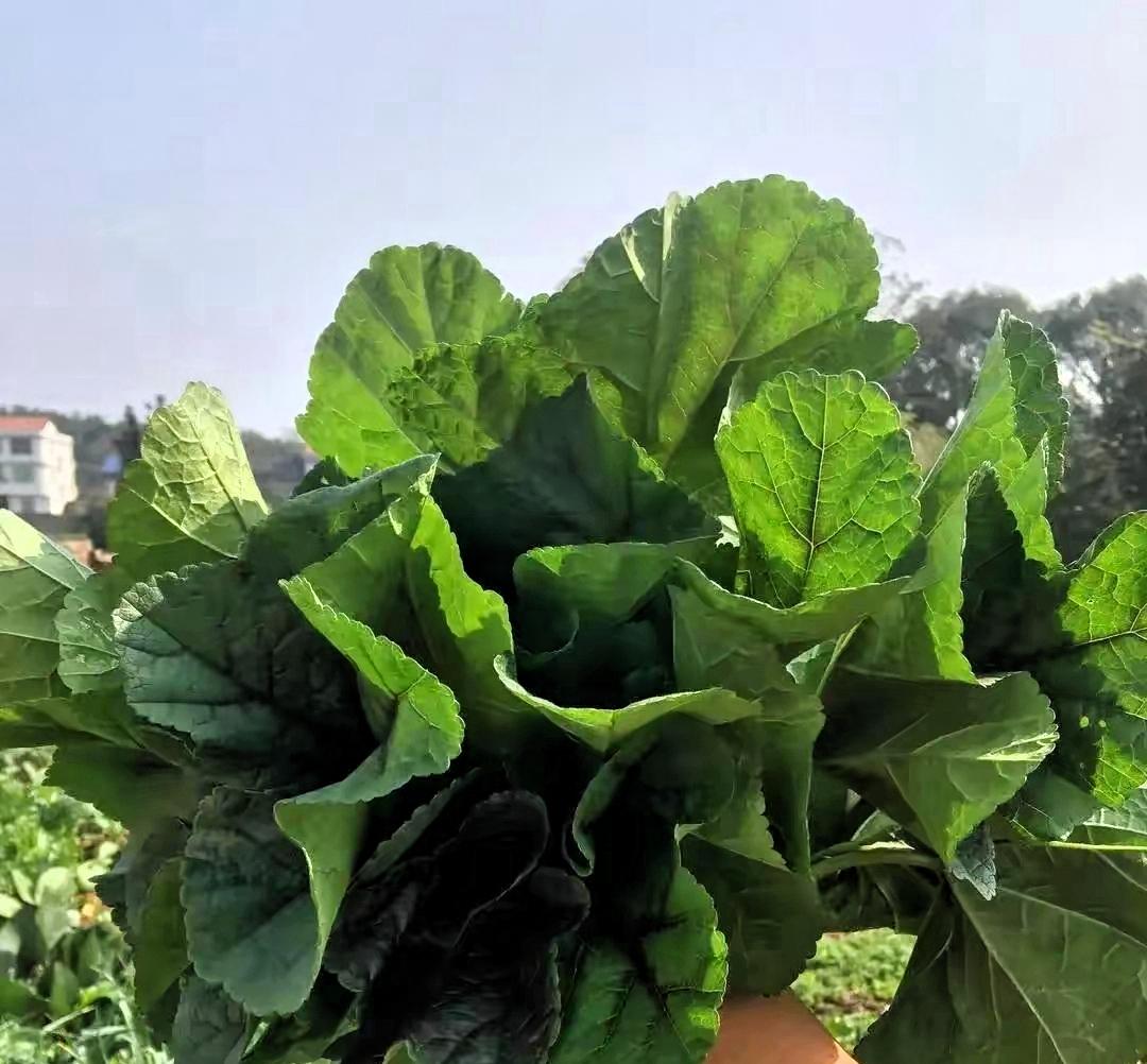 广东工厂招工，现在全变味了。​以前是厂门口贴张红纸，你进去，跟厂里签合同，拿底