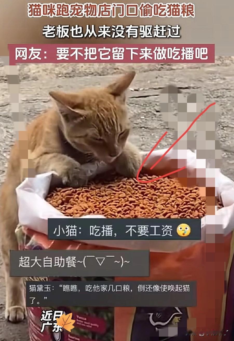 “这是成精了”！广东，一流浪猫经常跑到宠物店门口偷吃猫粮，有爱心的店主看它可怜从