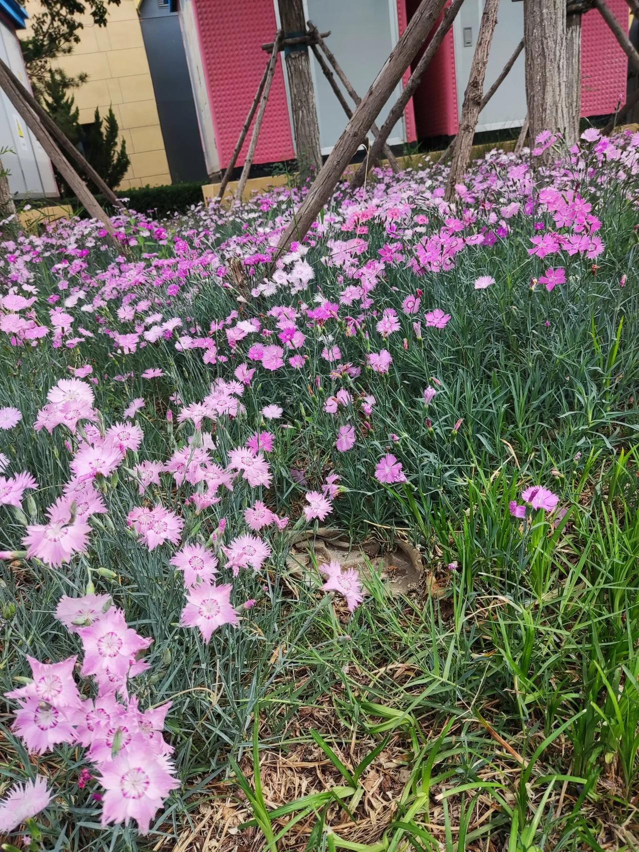 早上姐给妈做的混汤面条，干豆腐丝土豆丝加菠菜韭菜。我给小孩煎个蛋和昨天剩的饺子，