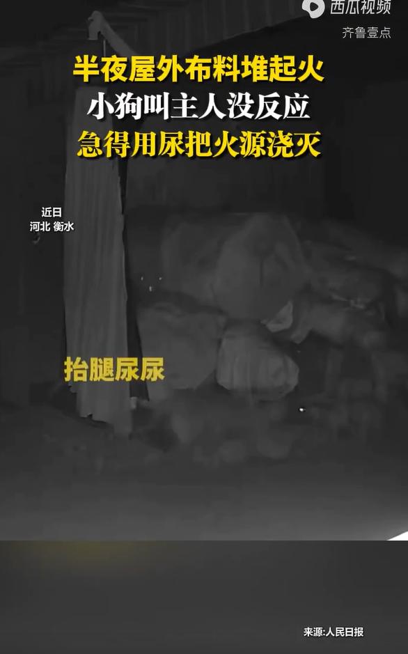 “万物皆有灵！”河北衡水，一户人家半夜布料突发大火，懂事的看家狗察觉后拼命狂吠报