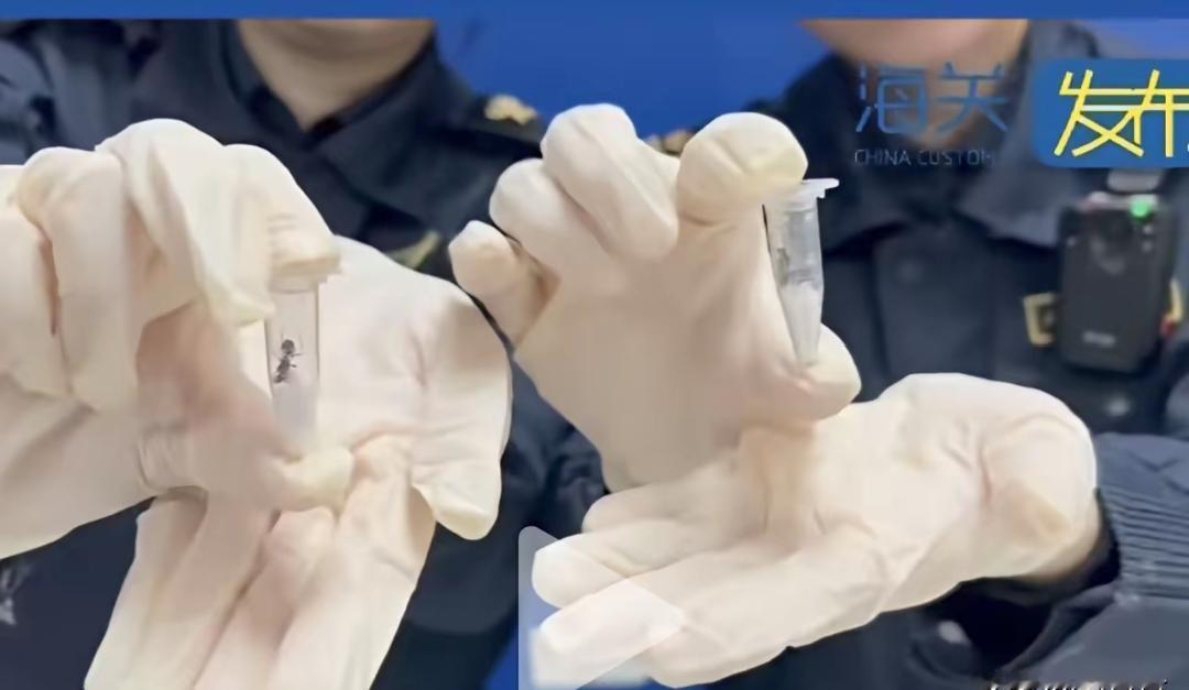 细思极恐！4月13日，长沙邮局海关检查一件申报为“枕头”的进境邮件，在X光机下显