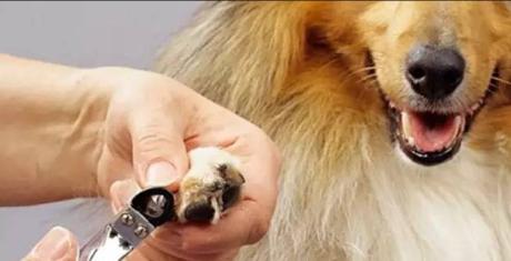 宠物指甲过度修剪，会改变行走受力点，诱发骨骼轻微变形。表面上看，很多人觉得宠