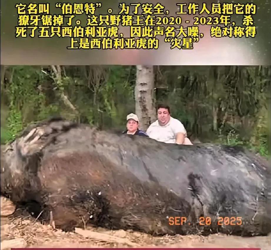 远东地区，最凶猛的动物，不是老虎和棕熊！而是野猪王！猪和大象是同一个祖先，所以