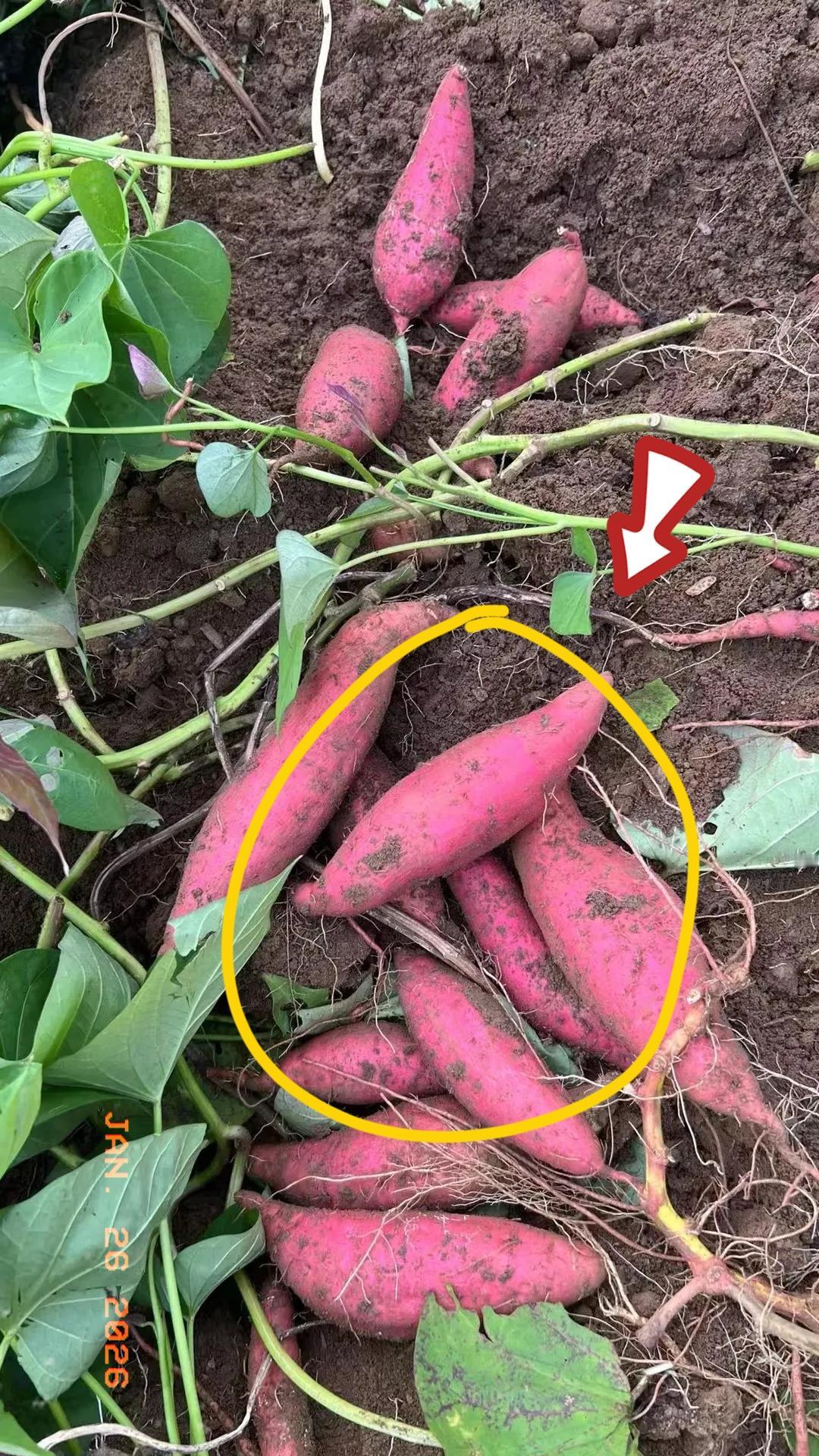 这也太吓人了！央视1月24日曝光的毒食材黑幕！看完浑身发冷后背直冒冷汗！湖北天