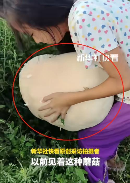 黑龙江齐齐哈尔，一女子在路边发现了一个白色的圆形蘑菇，费了好大劲把它抱回了家，上