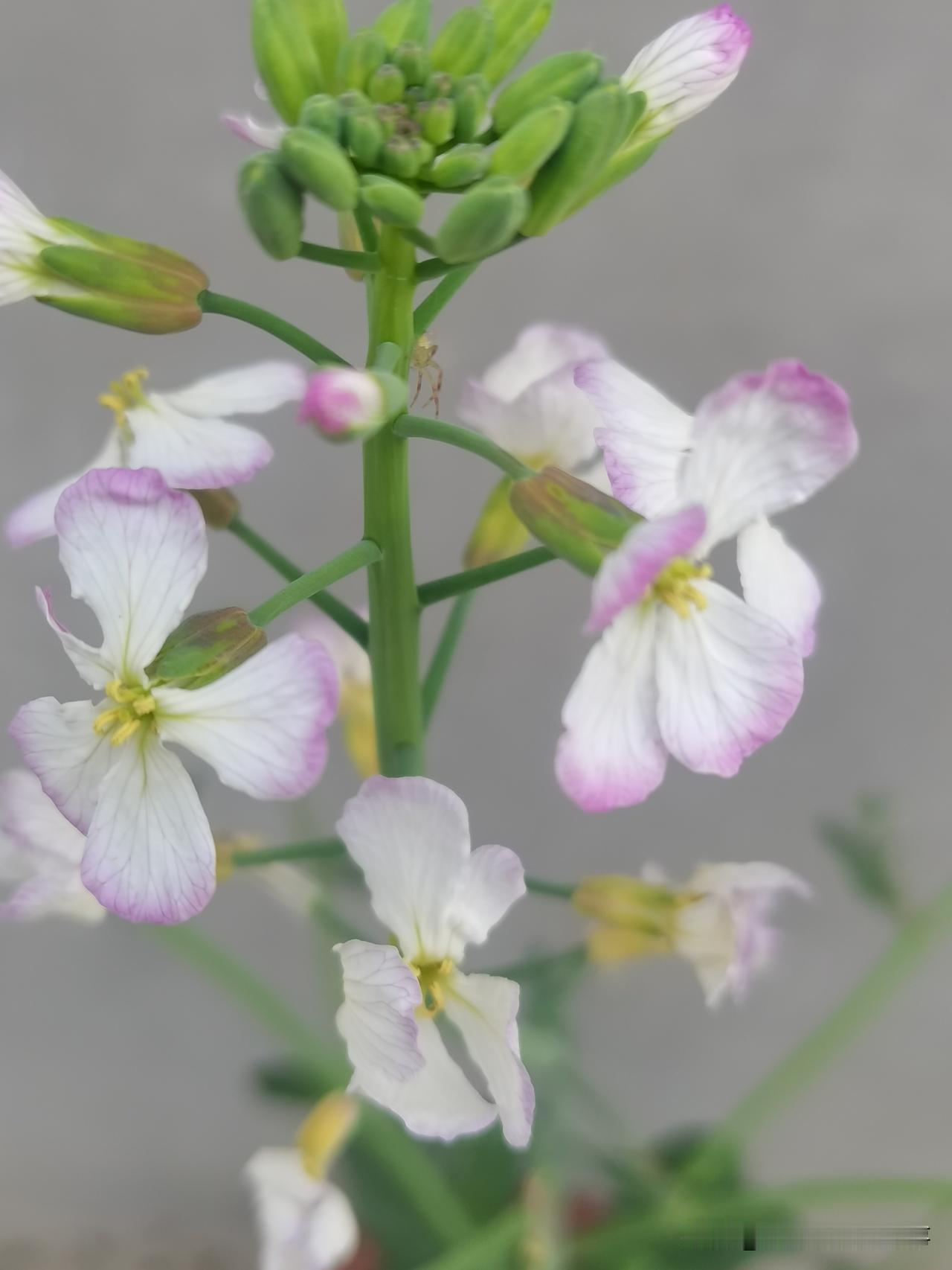 这个花虽然小，也这么漂亮！给人小清新的感觉。大家认识吗？这是邻居栽花盆里的