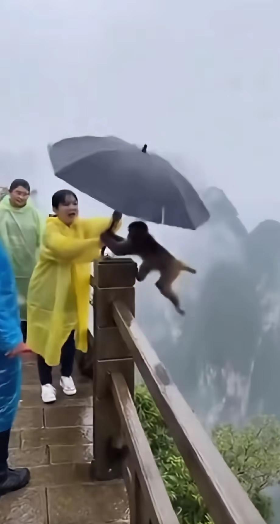 猴子：俺老孙去也！挥一挥衣袖，独立执伞走了，这猴子成精了吗？这一幕看得众人瞠