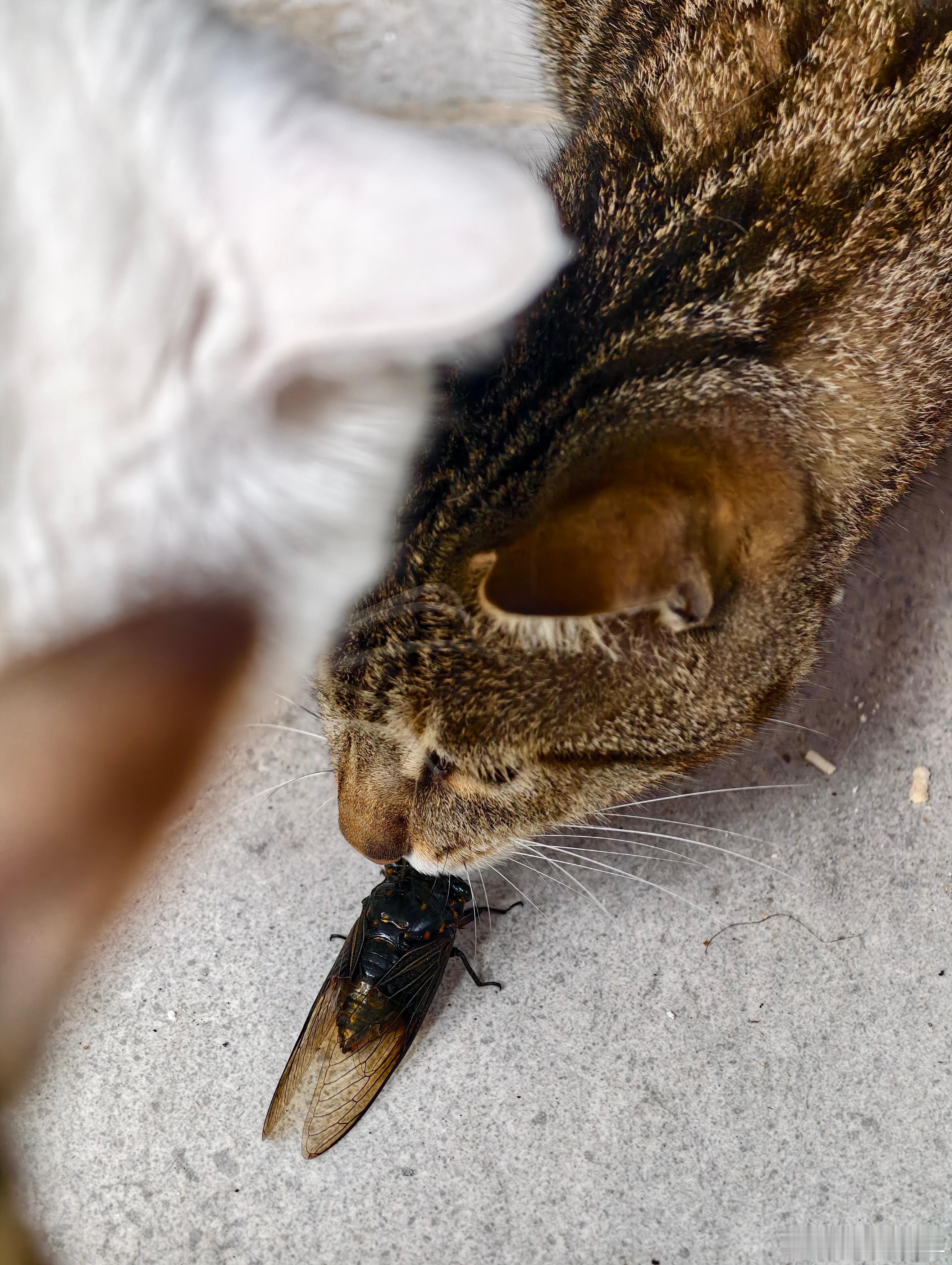 好家伙！前几天刚逮到蝙蝠，今天又拎回一只知了...我家的猫咪们也是牛逼了。到手的