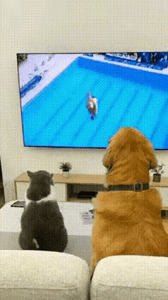 哎妈！这只小猫也太有表演欲望了吧，看完电视直接当场“复刻”跳水，差点把我笑喷！