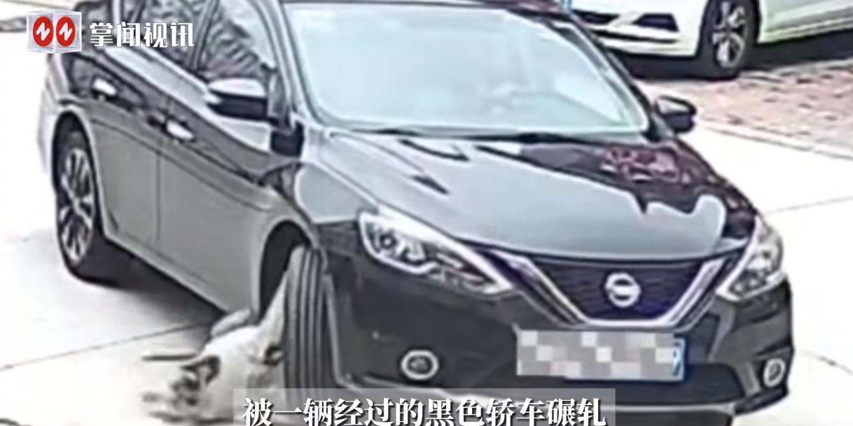 “离了个大谱！”近日，山东烟台，一只重达128斤的家养宠物狗在路中间躺着休息时，