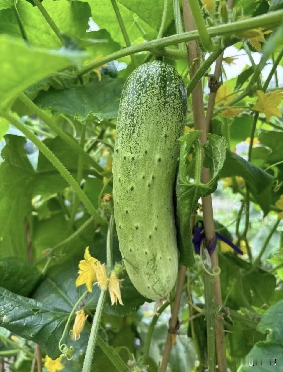 农田的采摘没有诗和远方菜园子里摘摘瓜果蔬菜感受下乡间的生活气息拍拍琐碎的