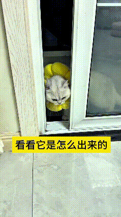 我来回看了好几遍，这小猫真是太机灵啦！门缝太窄，正着身子根本钻不出来。人家脑子转