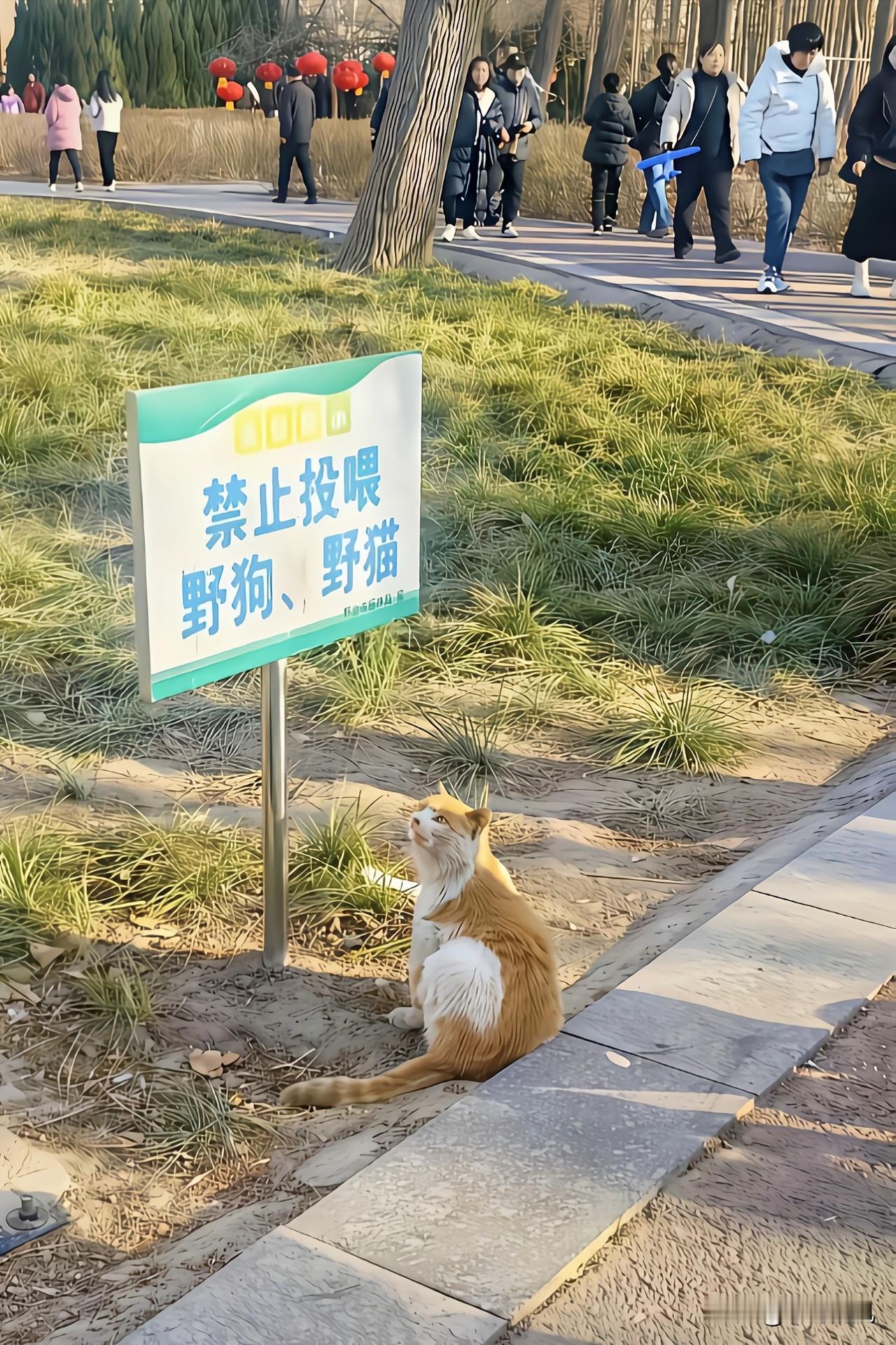 一只橘猫破口大骂禁止投喂野猫野狗这是人干的事吗连猫狗都不如橘猫盯着公园
