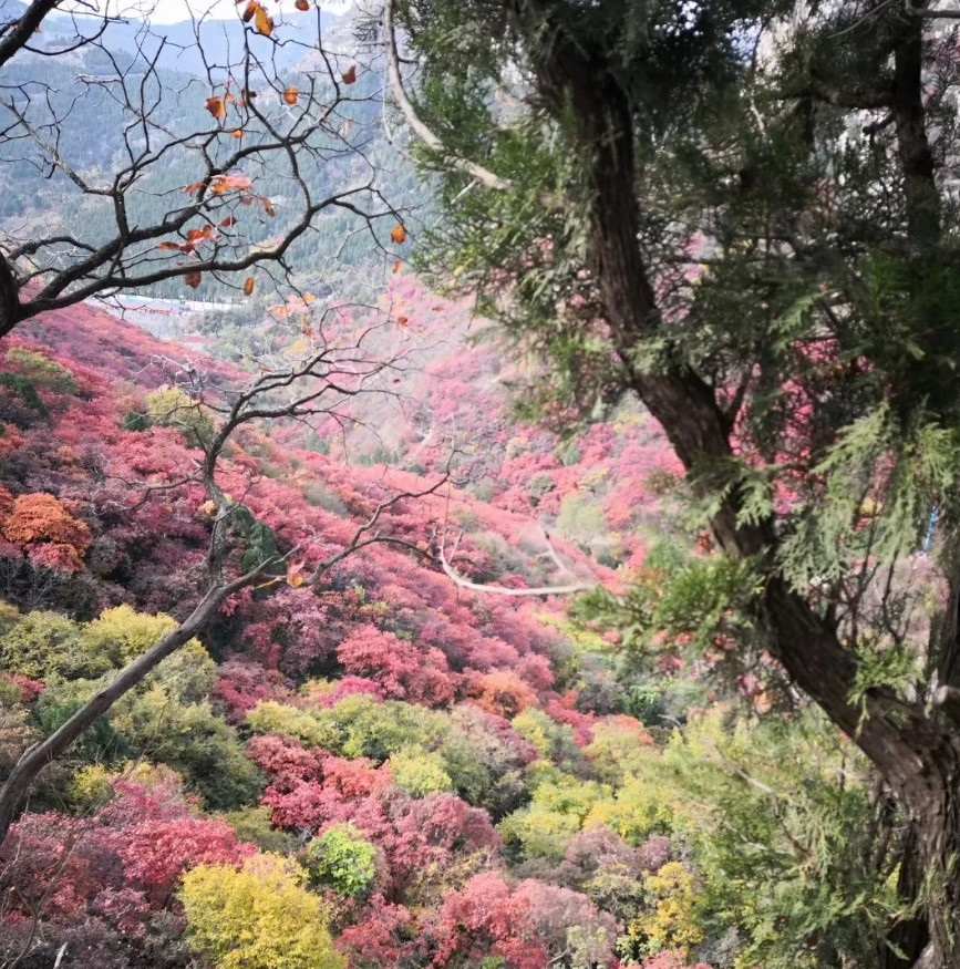 偷听了一下儿子和女友说话。儿子女友说：“等下把我的车给你开，我买个电车开着，电车