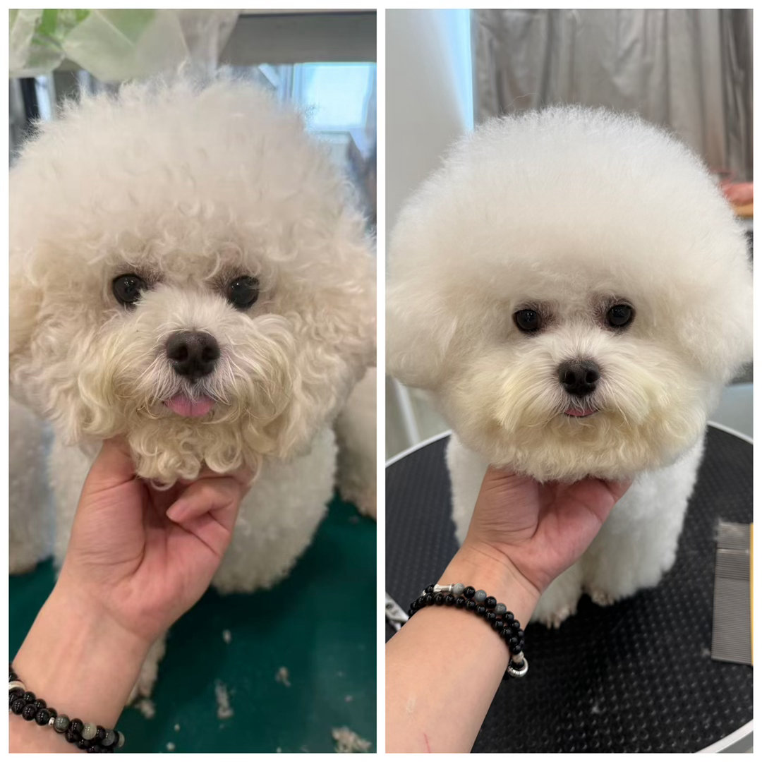 你们猜得出谁是墩墩谁是卷卷吗！太可爱了哈哈哈哈啊哈哈没洗澡的时候好潦草哈哈哈哈哈
