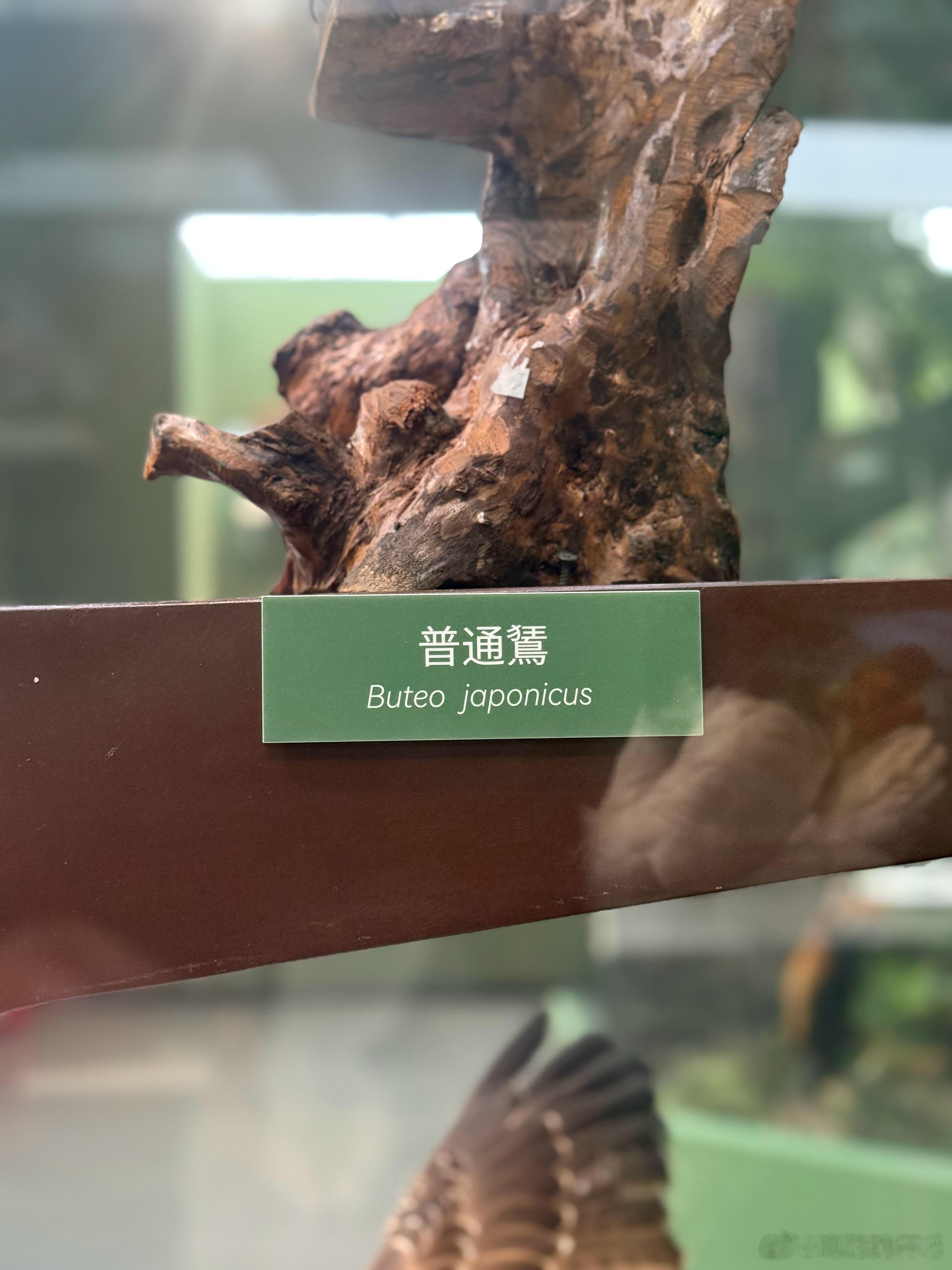 这个像鹰的动物看起来就很狂！因为他的名字就很狂！上面一个狂字，下面一个繁体鸟字…