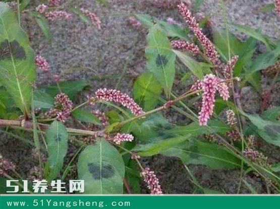 农村这种野草山坡上到处都是, 没想到它还能治疗咽喉肿痛、抑菌!