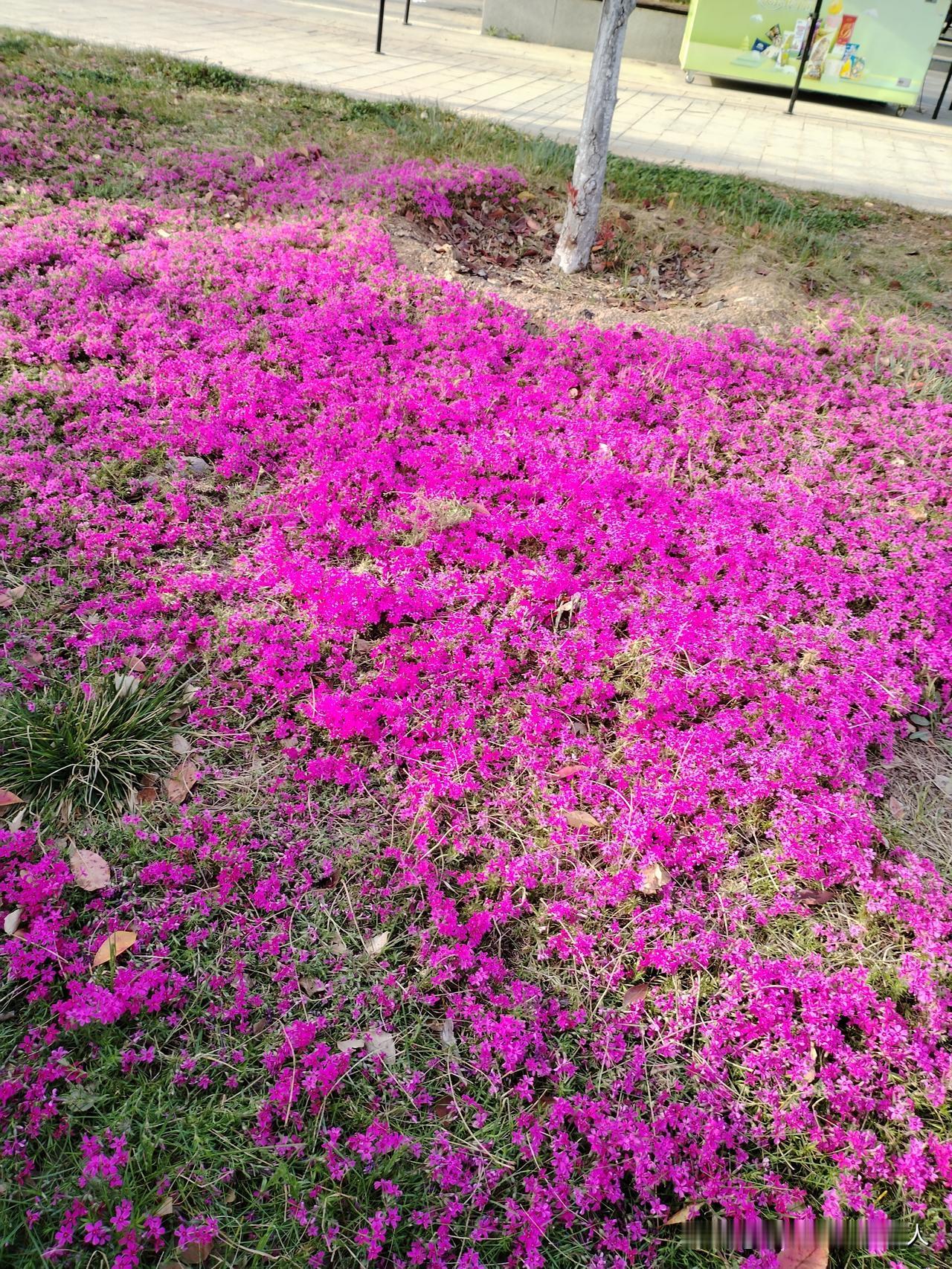 前几天儿媳妇来家里！我没带她去饭店，就在家包了虾仁水饺，又炒了几个家常菜。