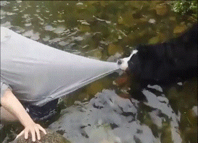 爆笑GIF: 妹子, 没事逗猪干嘛呢?