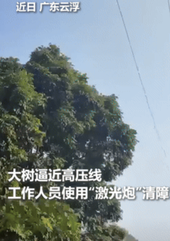 “千万别让外国人知道！”广东，一棵大树逼近高压线，本以为工作人员会爬树修剪，没想