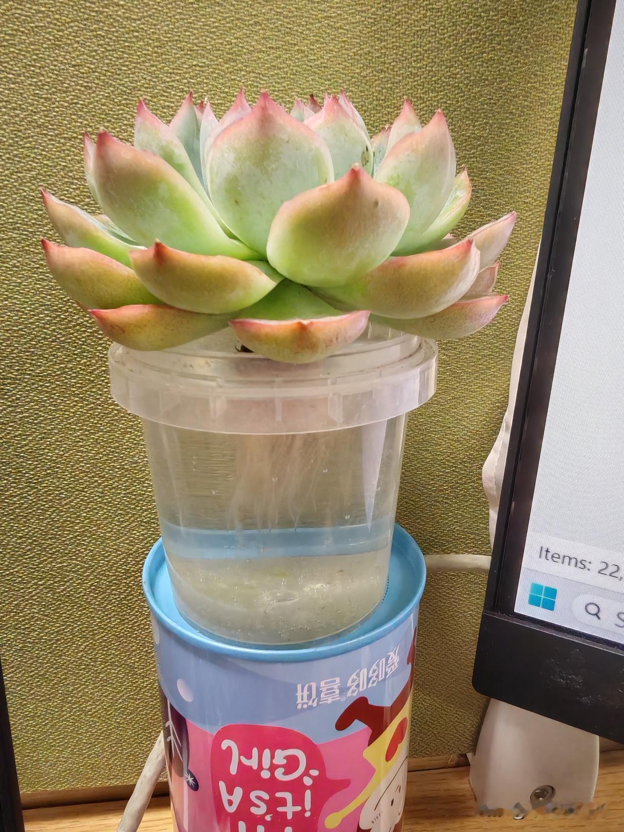 水培了一颗多肉，看起来像荷花，朋友买了太多种不下，送我的，还带着云南红。在水