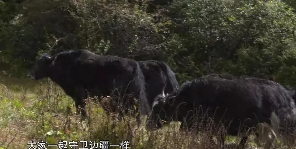 藏南这片土地，有着太多动人的故事。1914年英国侵略者划的“麦克马洪线”，让藏南