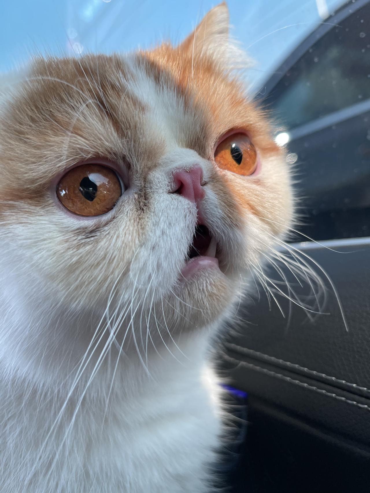 我家猫咪的照片必须拿出来秀一秀！它是只橘猫，叫小胖。看它那圆滚滚的身子，像个蓬松