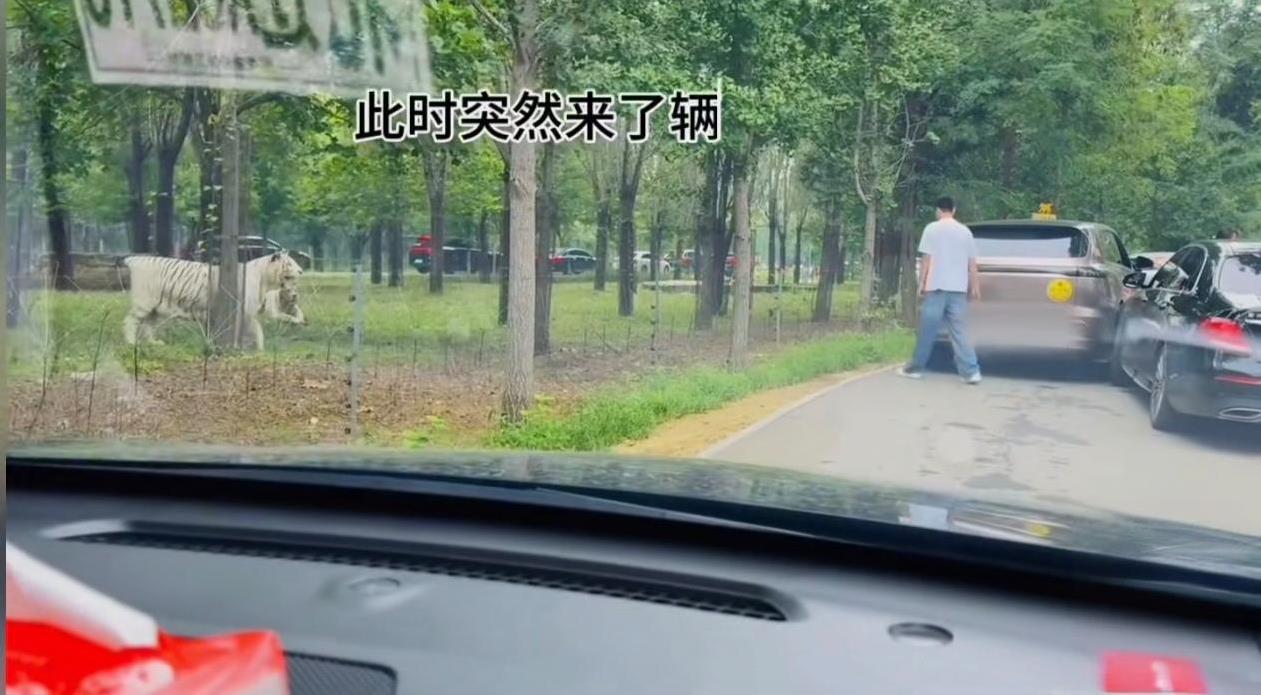 近日，在秦皇岛野生动物园猛兽园区，两辆游玩的车辆发生刮蹭，两名男子竟然不顾危险下