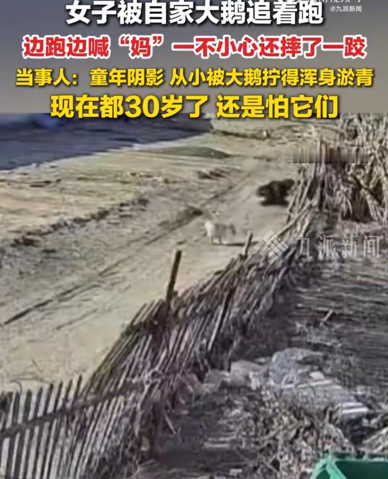 “简直是童年阴影！”辽宁盘锦，女子家里养了4只大鹅，一母三公。本来相安无事，结果