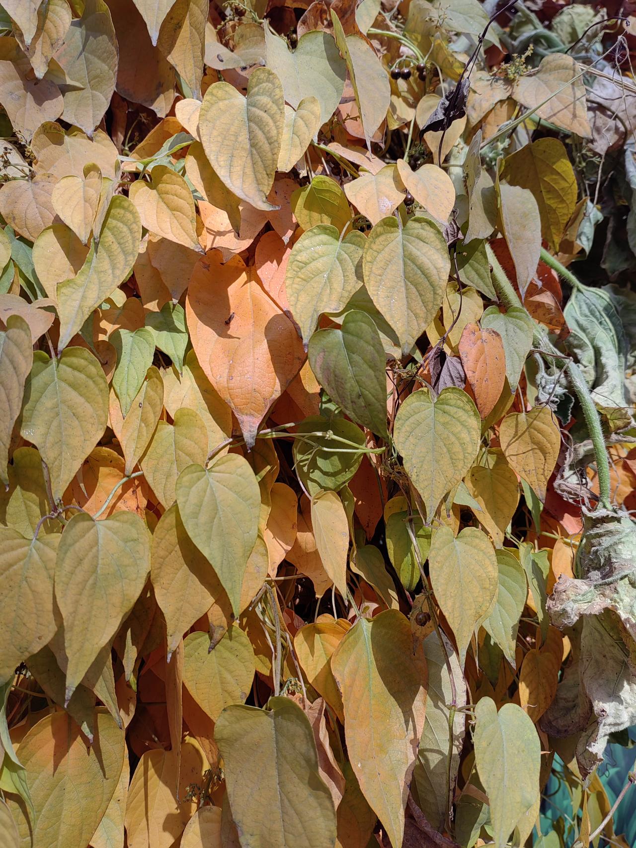 项羽争天下败给刘邦，李自成争天下败给满清，都是自身出了致命问题，并不是哪一场战斗