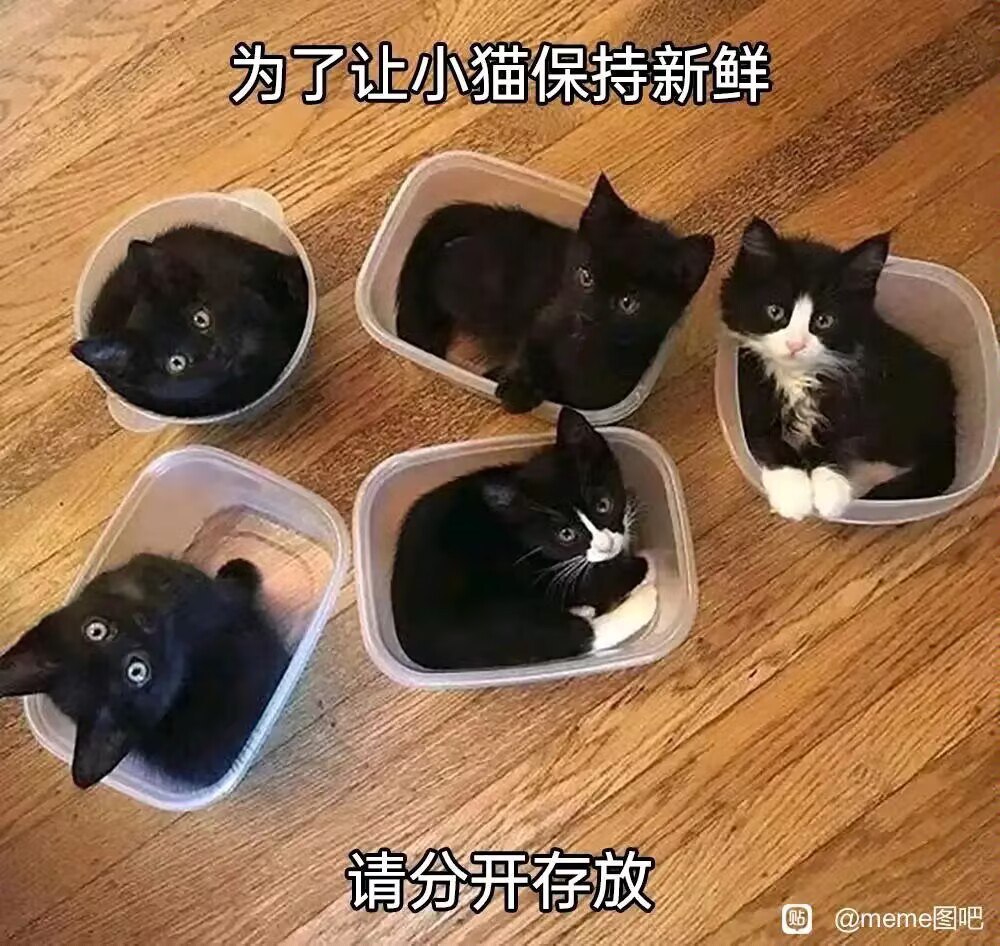 小猫保鲜秘诀