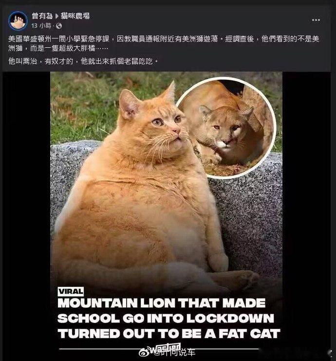 学校把胖橘误认美洲狮停课相似度高达20%​​​