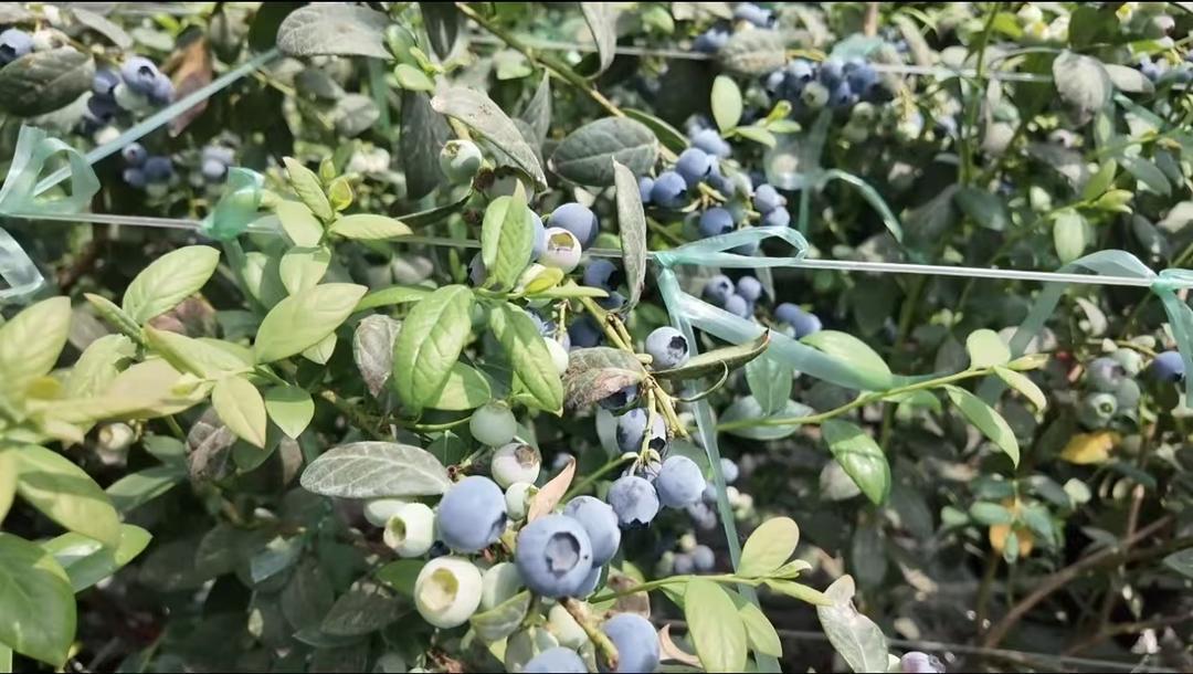 蓝莓价格“大跳水”, 还值得种植吗?