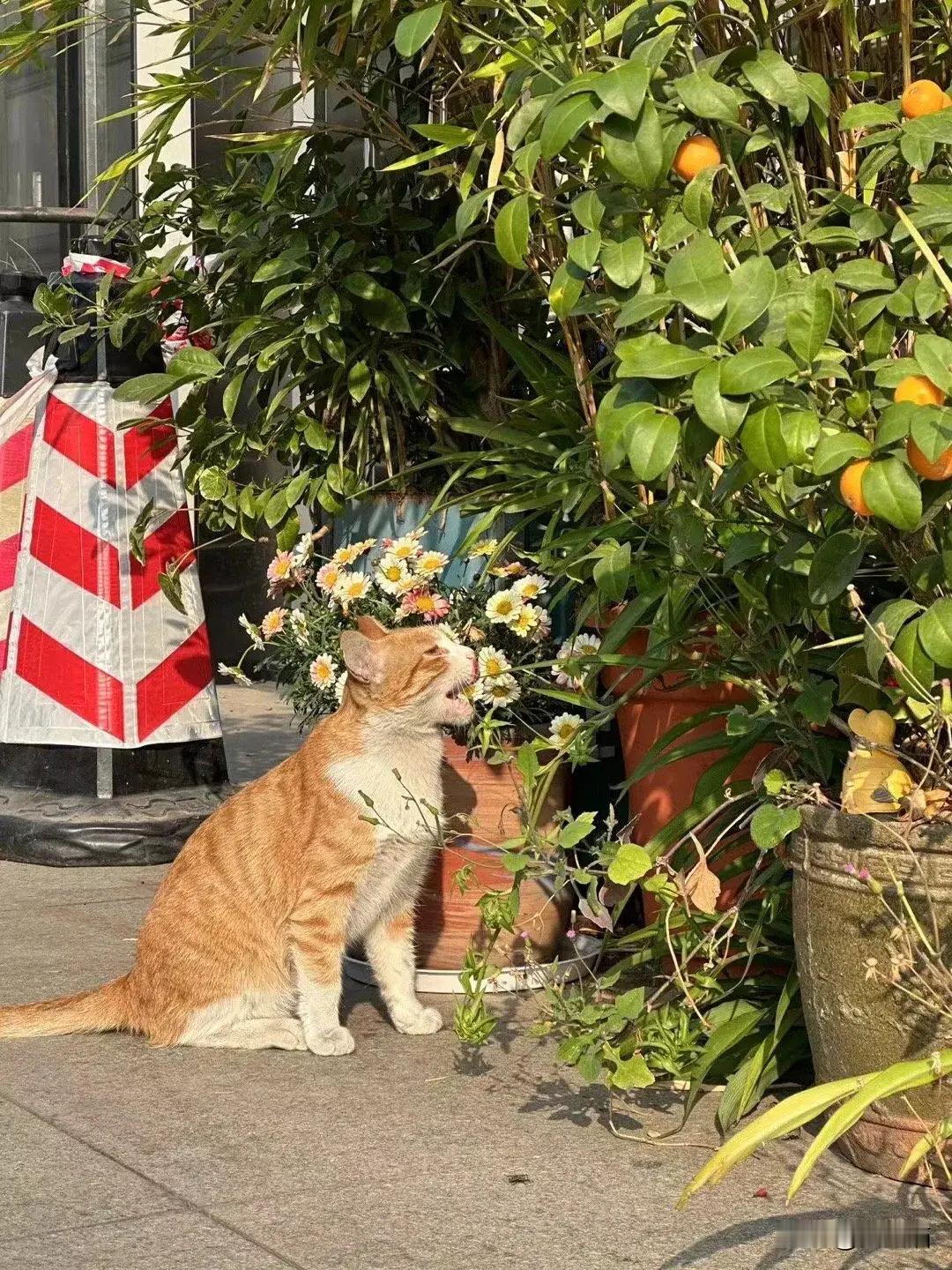 小猫咪说：是我美还是花美呀！