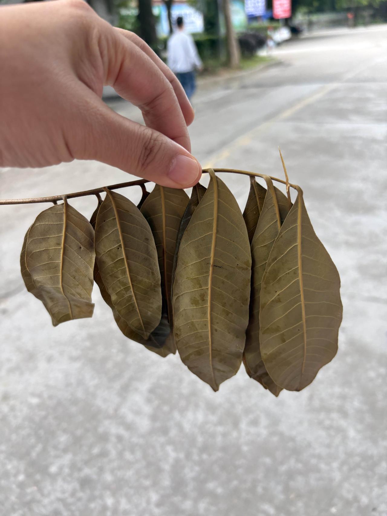给大家看看广州花都当地美食，这个一般都很少见的了，有没有朋友吃过，知道叫什么吗？