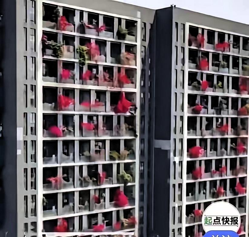 四川成都有一栋32层的居民楼，整栋楼一共240户人家，家家户户阳台，全部种满了三