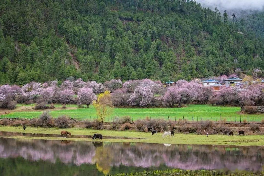 【🤩🤩🤩惊艳3月的旅行地，坐拥世界级美景！这座小城又要封神了！】波密