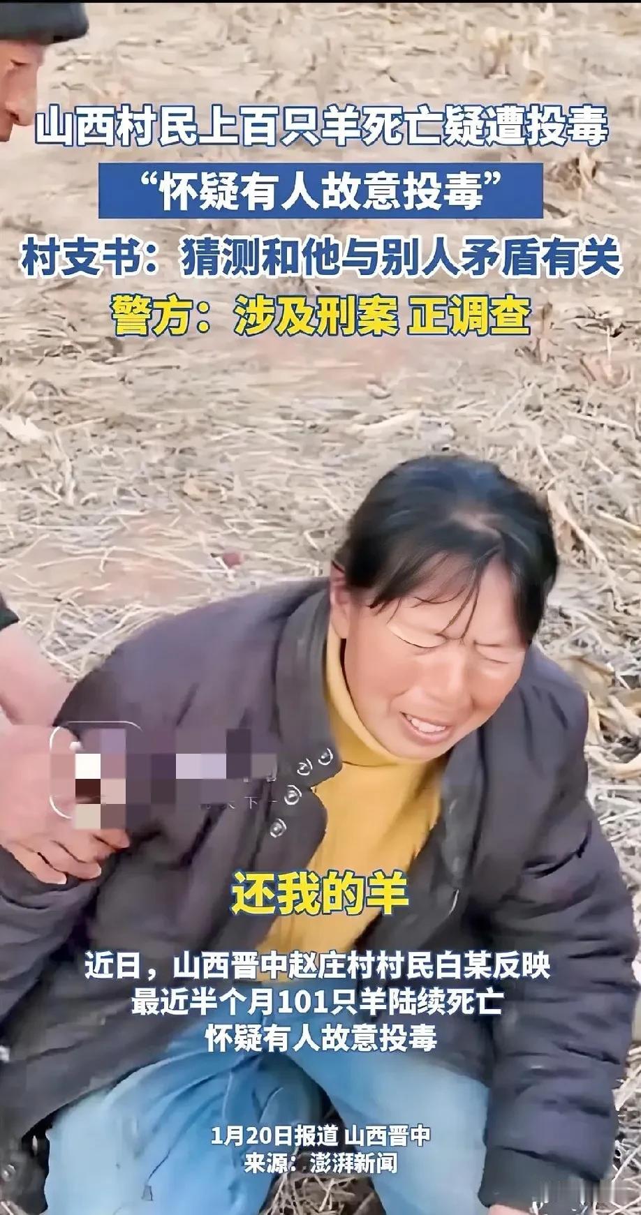 一农户家中120只羊被毒死！其中110只是怀孕母羊！山西晋中警方一天破案，凶