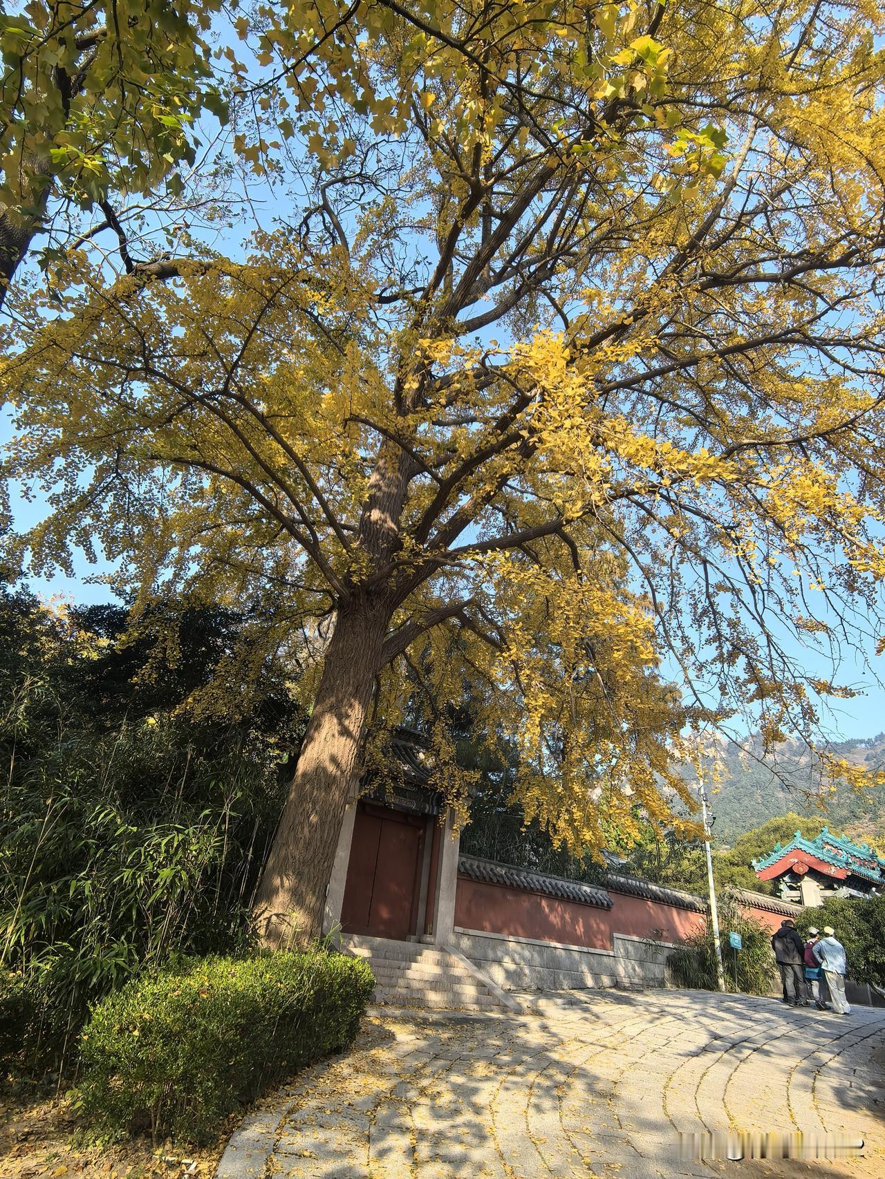 崂山太清宫园内以神水泉为中心，周围珍稀古树木有百余棵，每到秋天来赏秋和拍照的人特