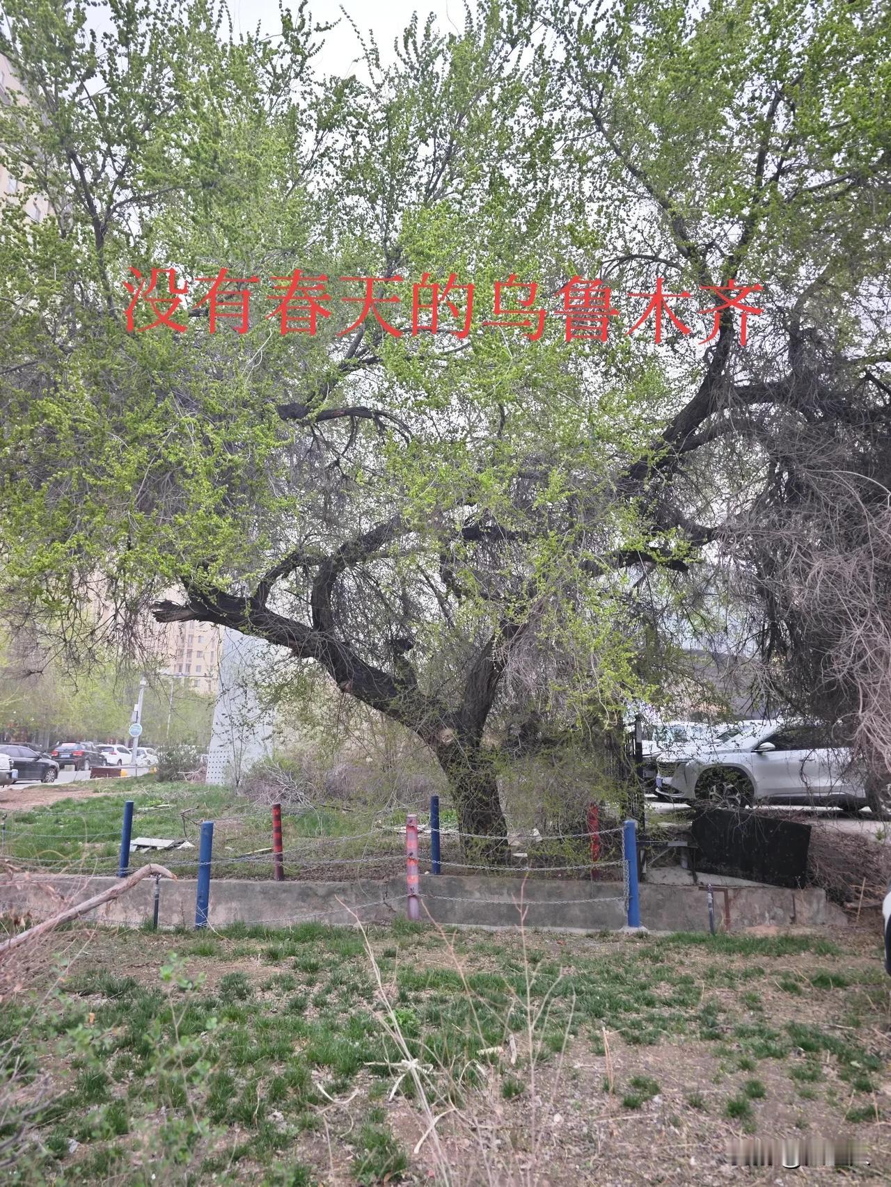 绿阴树下听风声，岁月静好意自宁。没有经过春天，夏天就悄悄的来了。