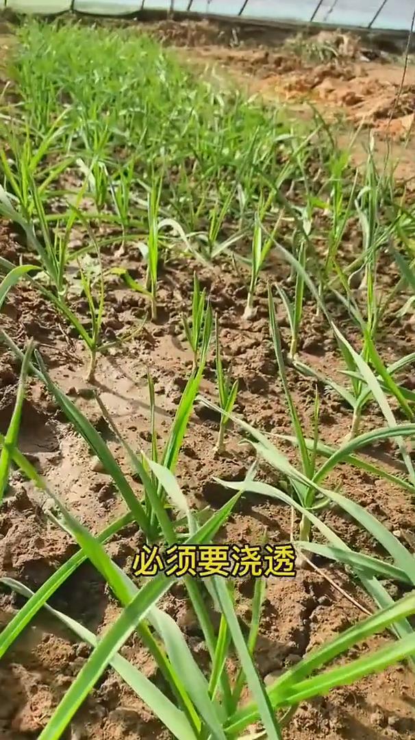 大蒜浇水。给大家分享一个大蒜浇水要点。大蒜喜水又怕水，浇对枝叶茂盛，浇错根腐出