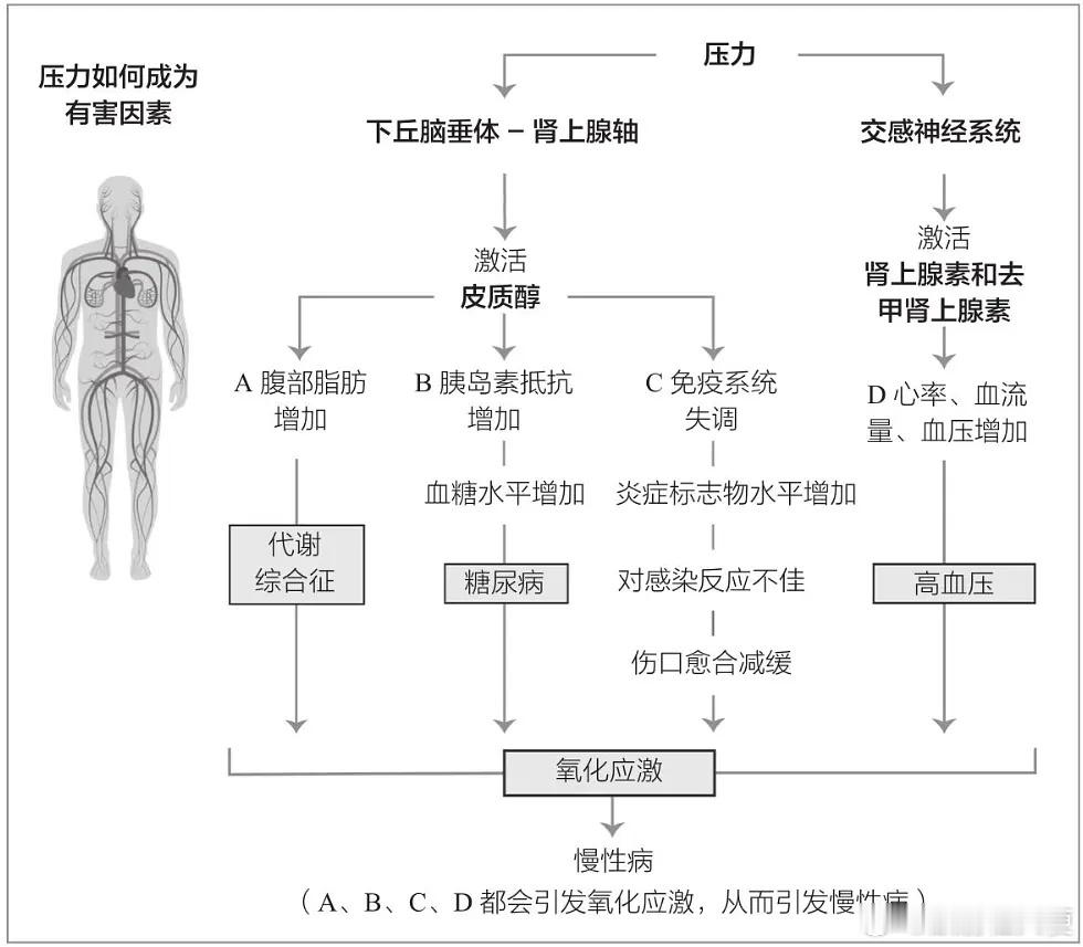 不胖为何也患脂肪肝？压力可能是“隐形推手”明明体重正常，体检却查出脂肪肝？这一现